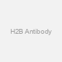 H2B Antibody
